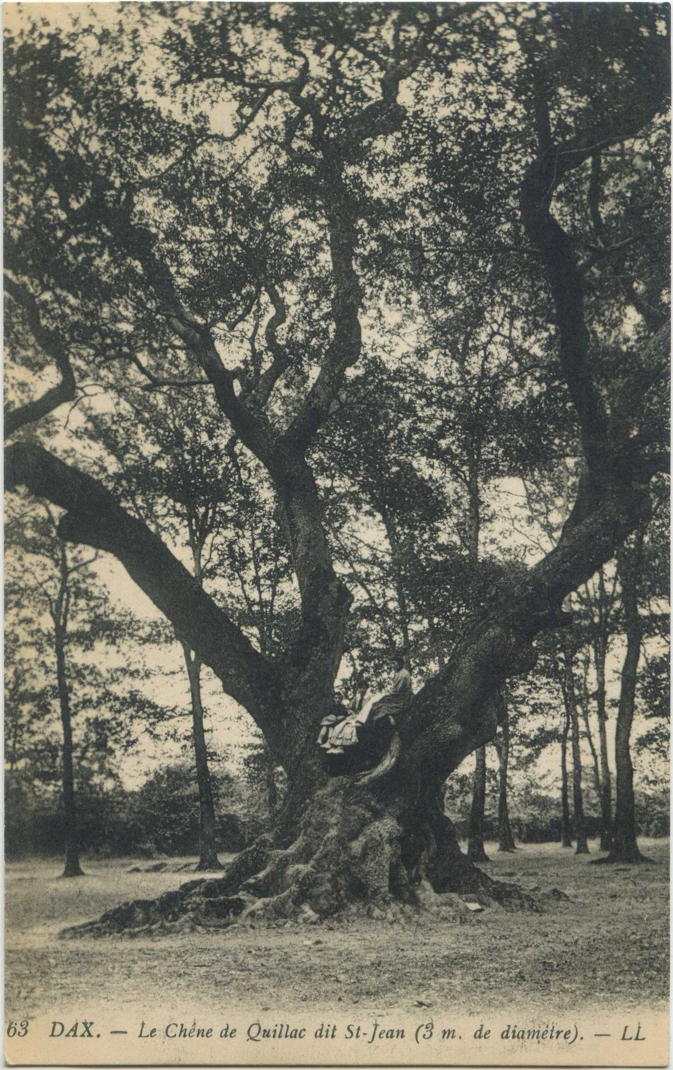 Dax - Le Chêne de Quillac dit St-Jean (3 m. de diamètre).