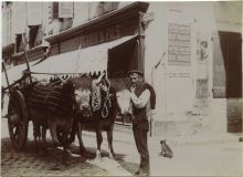 Carte postale ancienne - Dax - Photo - Attelage de boeufs dans la rue Saint-Vincent (vers 1910)