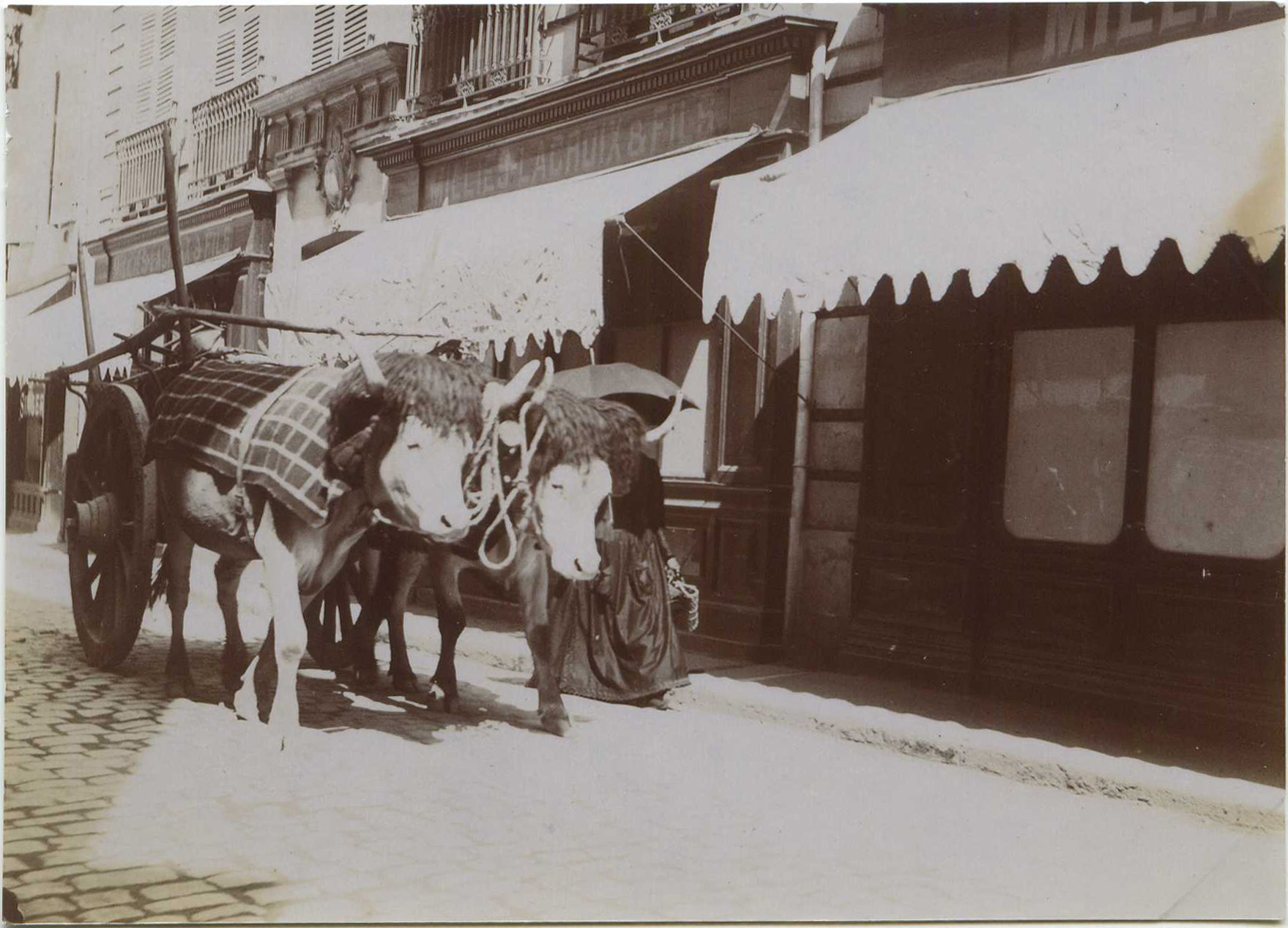 Dax - Photo - Attelage de boeufs dans la rue Saint-Vincent (vers 1910)