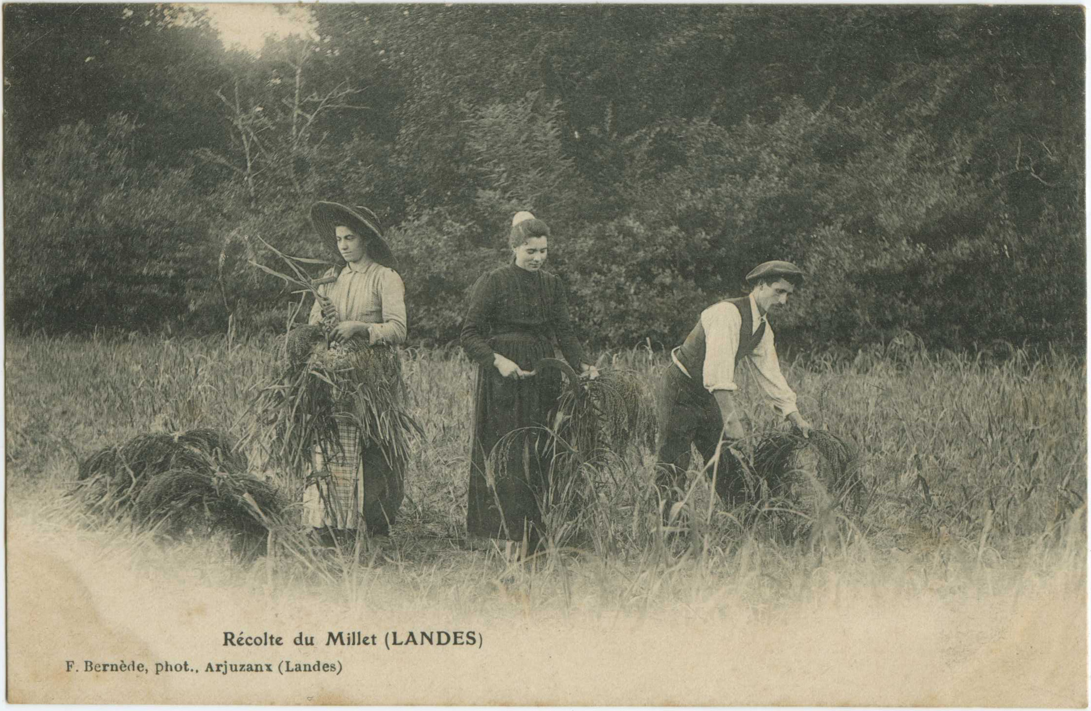 Landes - Récolte du Millet (LANDES)