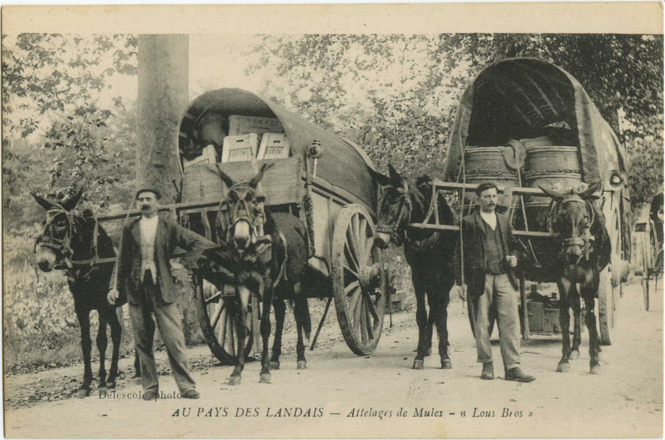 Landes - AU PAYS DES LANDAIS - Attelages de Mules - « Lous Bros »