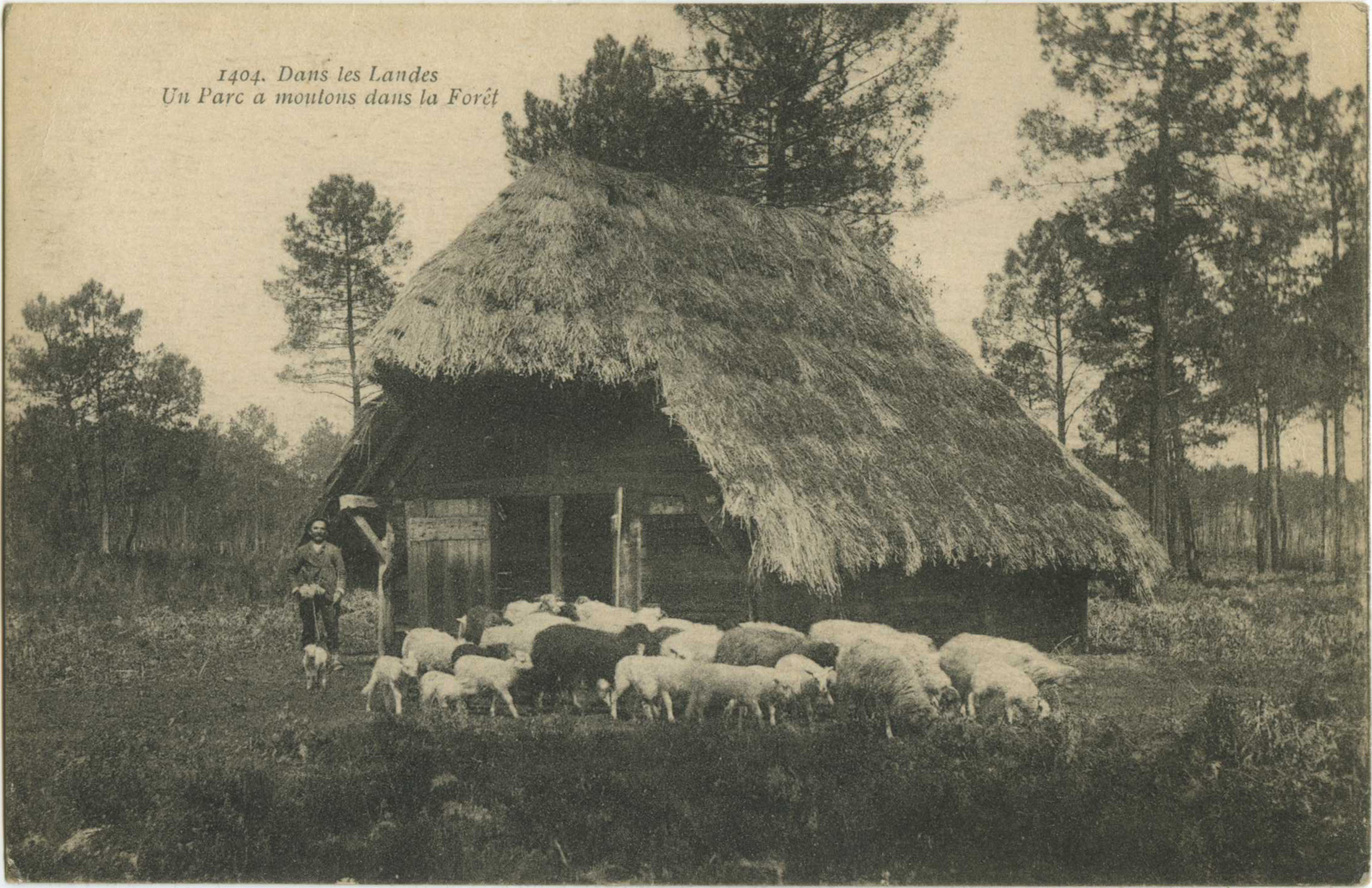 Landes - Dans les Landes - Un Parc à moutons dans la Forêt