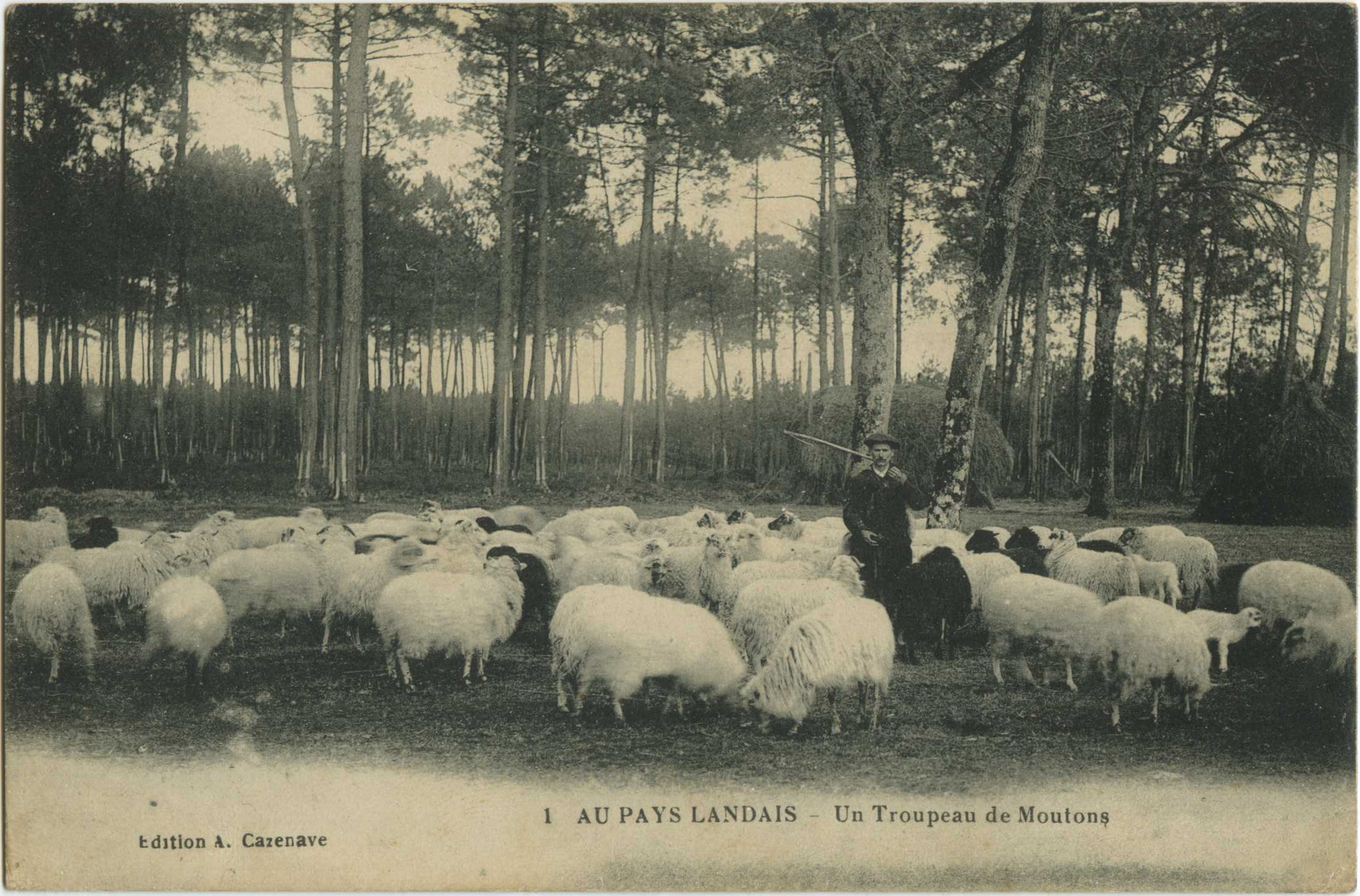 Landes - AU PAYS LANDAIS - Un Troupeau de Moutons