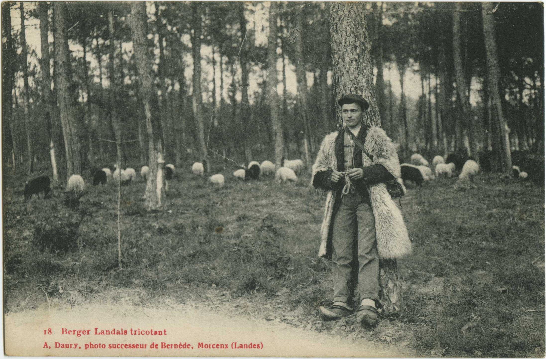 Landes - Berger Landais tricotant