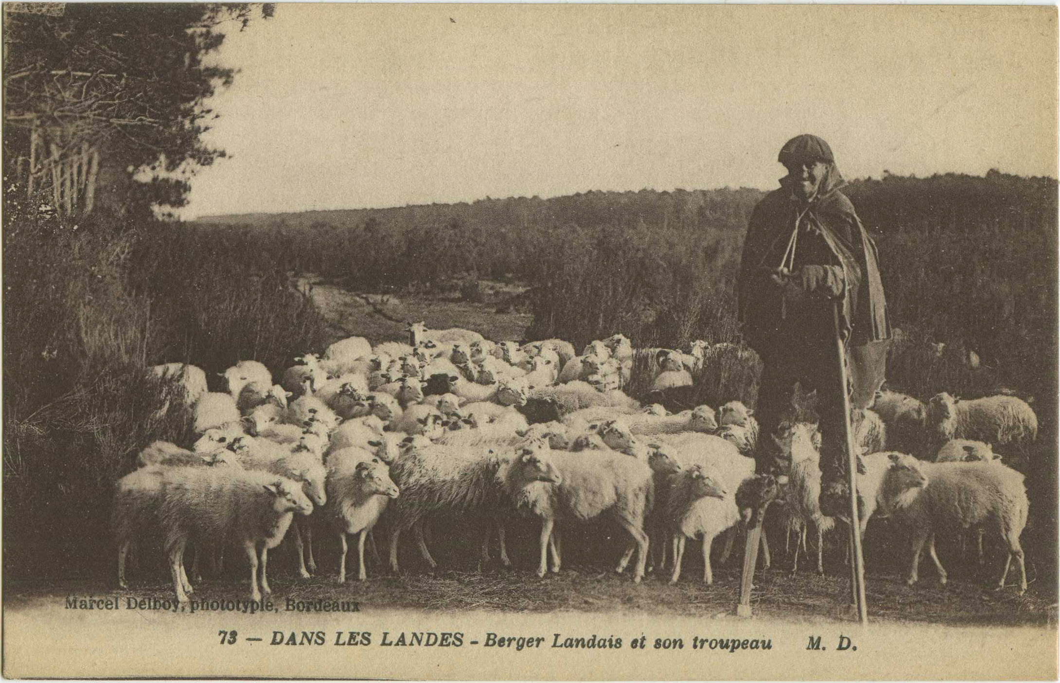 Landes - DANS LES LANDES - Berger Landais et son troupeau