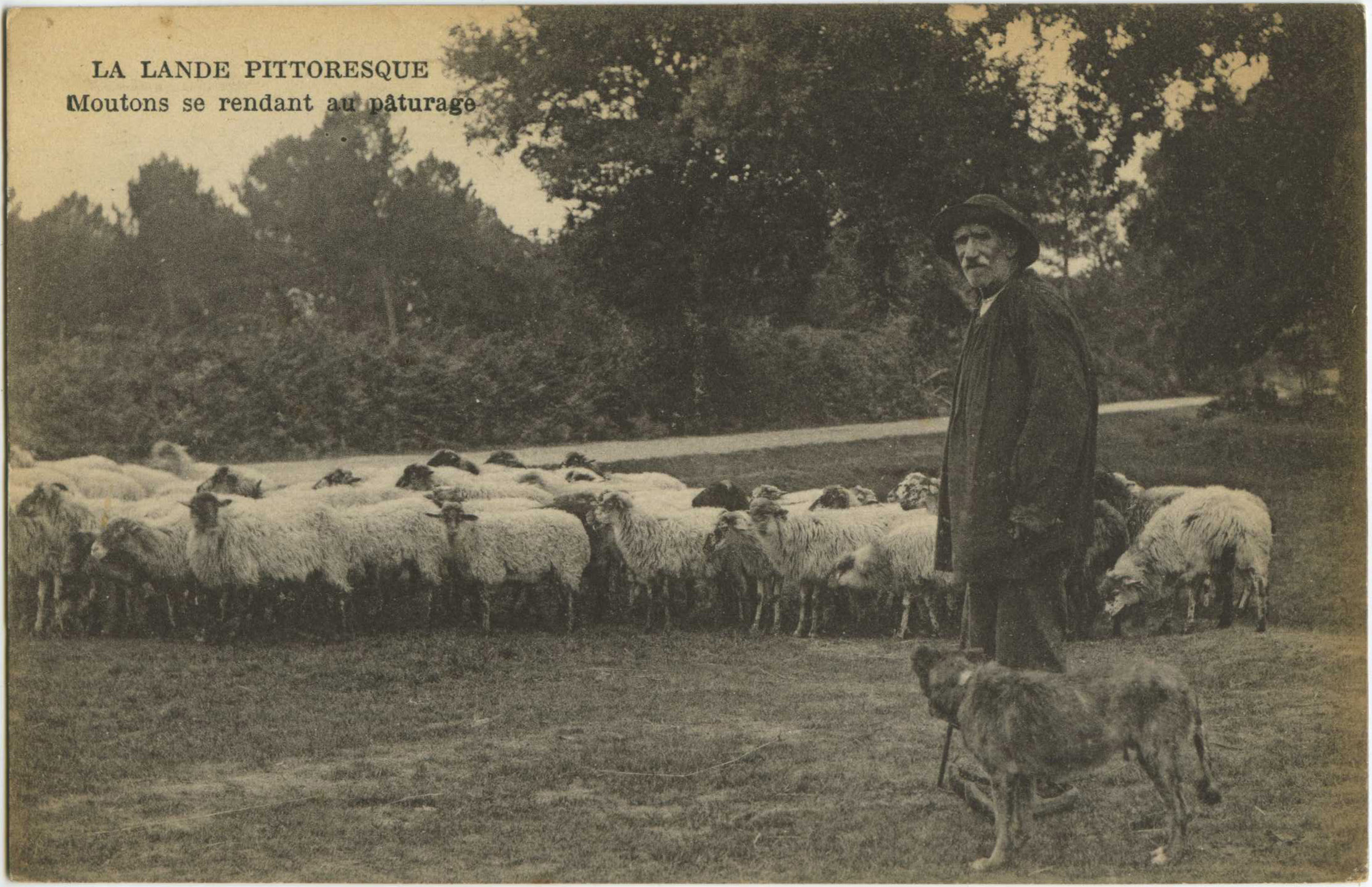 Landes - LA LANDE PITTORESQUE - Moutons se rendant au pâturage