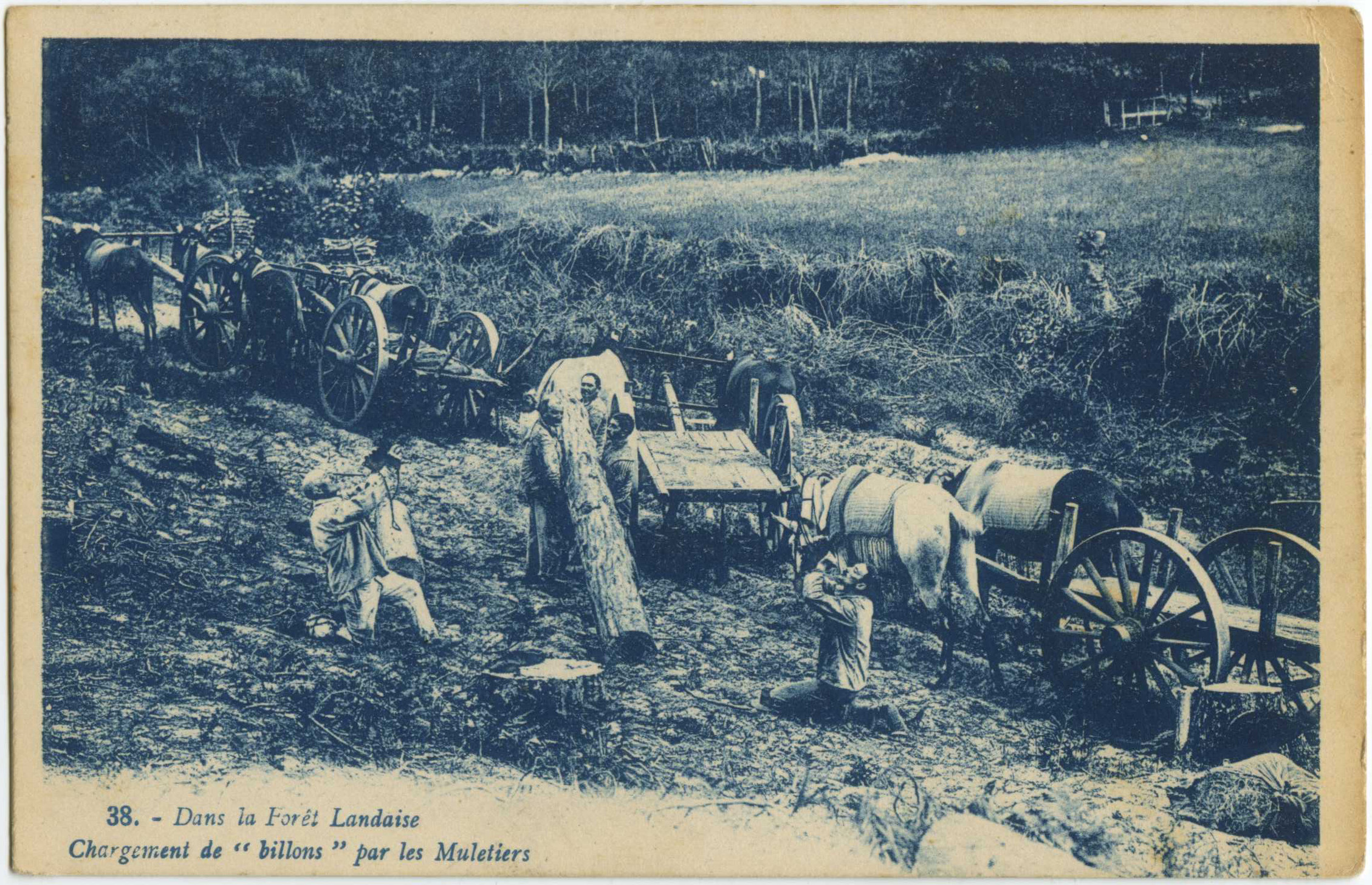 Landes - Dans la Forêt Landaise - Chargement de " billons " par les Muletiers