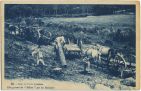 Carte postale ancienne - Landes - Dans la Forêt Landaise - Chargement de " billons " par les Muletiers