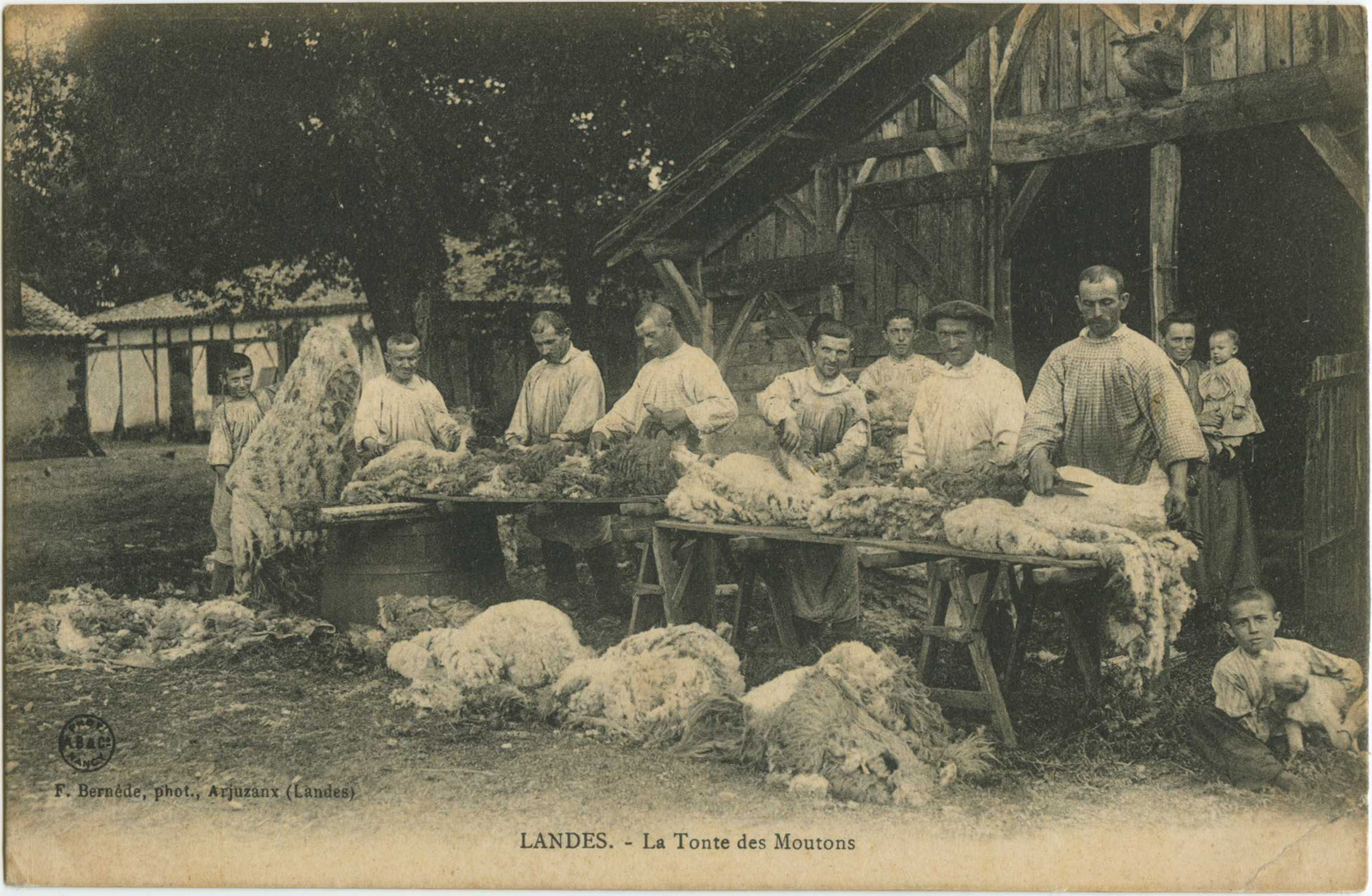 Landes - LANDES - La Tonte des Moutons