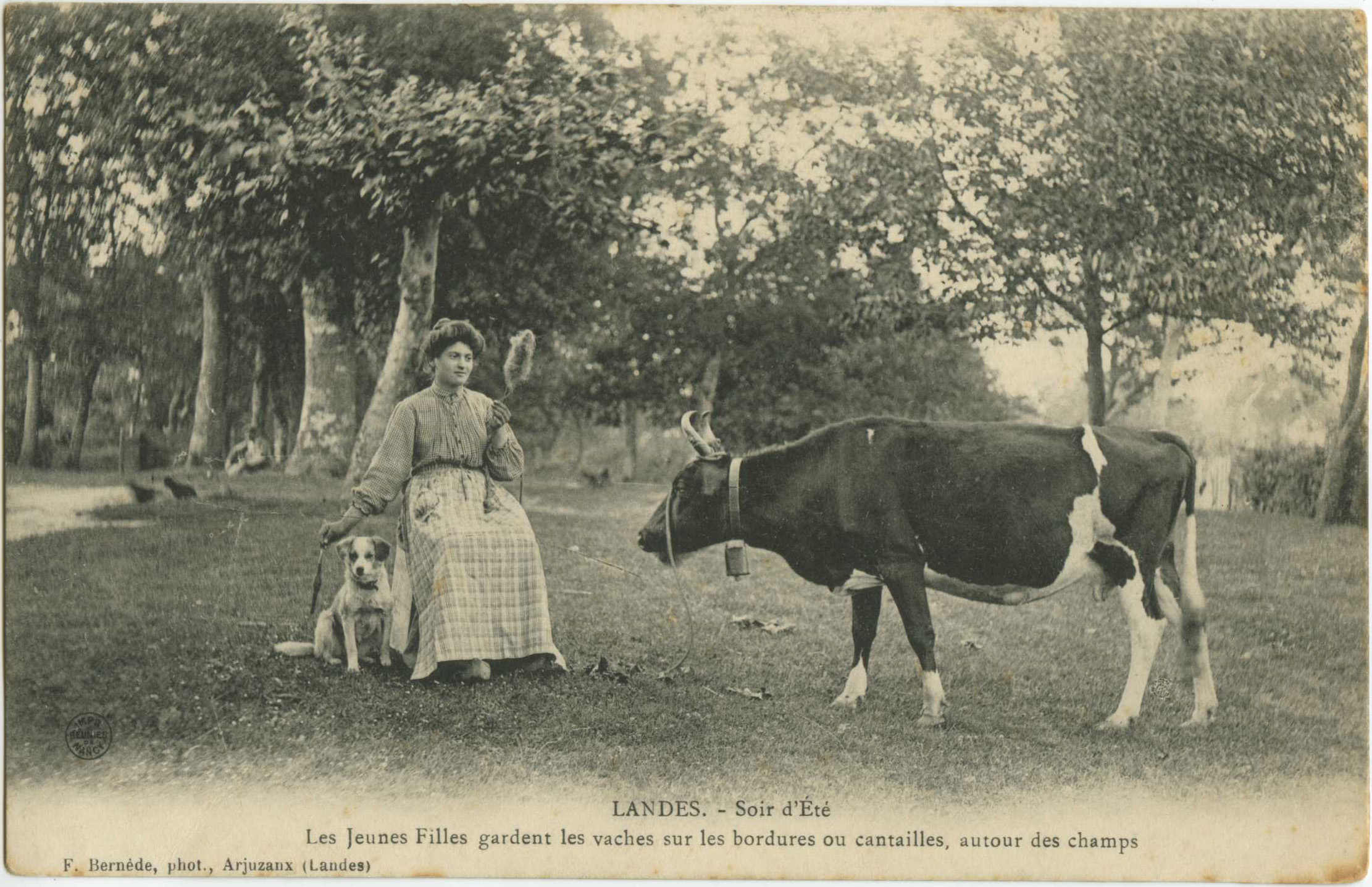 Landes - LANDES - Soir d'Été - Les Jeunes Filles gardent les vaches sur les bordures ou cantailles, autour des champs