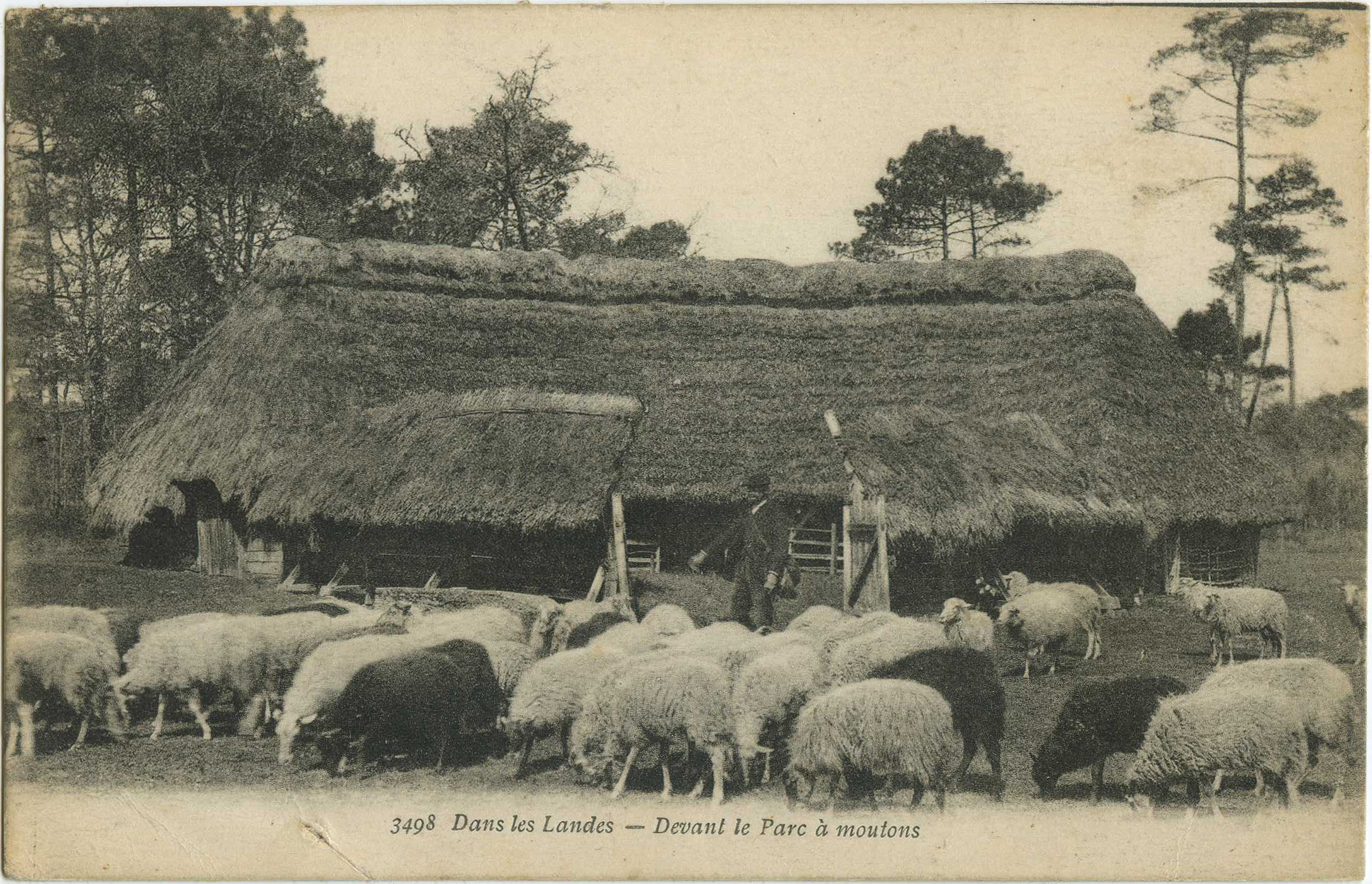 Landes - Dans les Landes - Devant le Parc à moutons