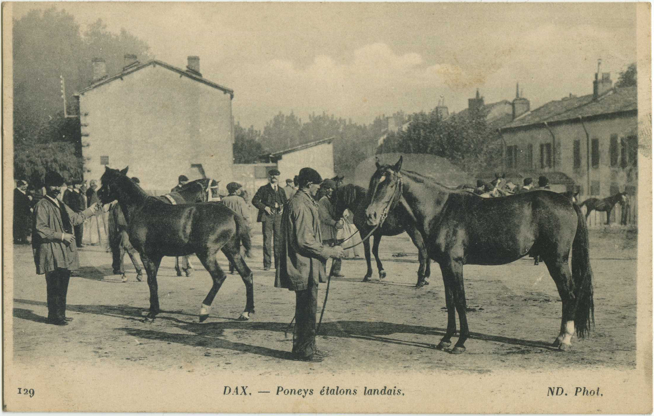 Dax - Poneys étalons landais.