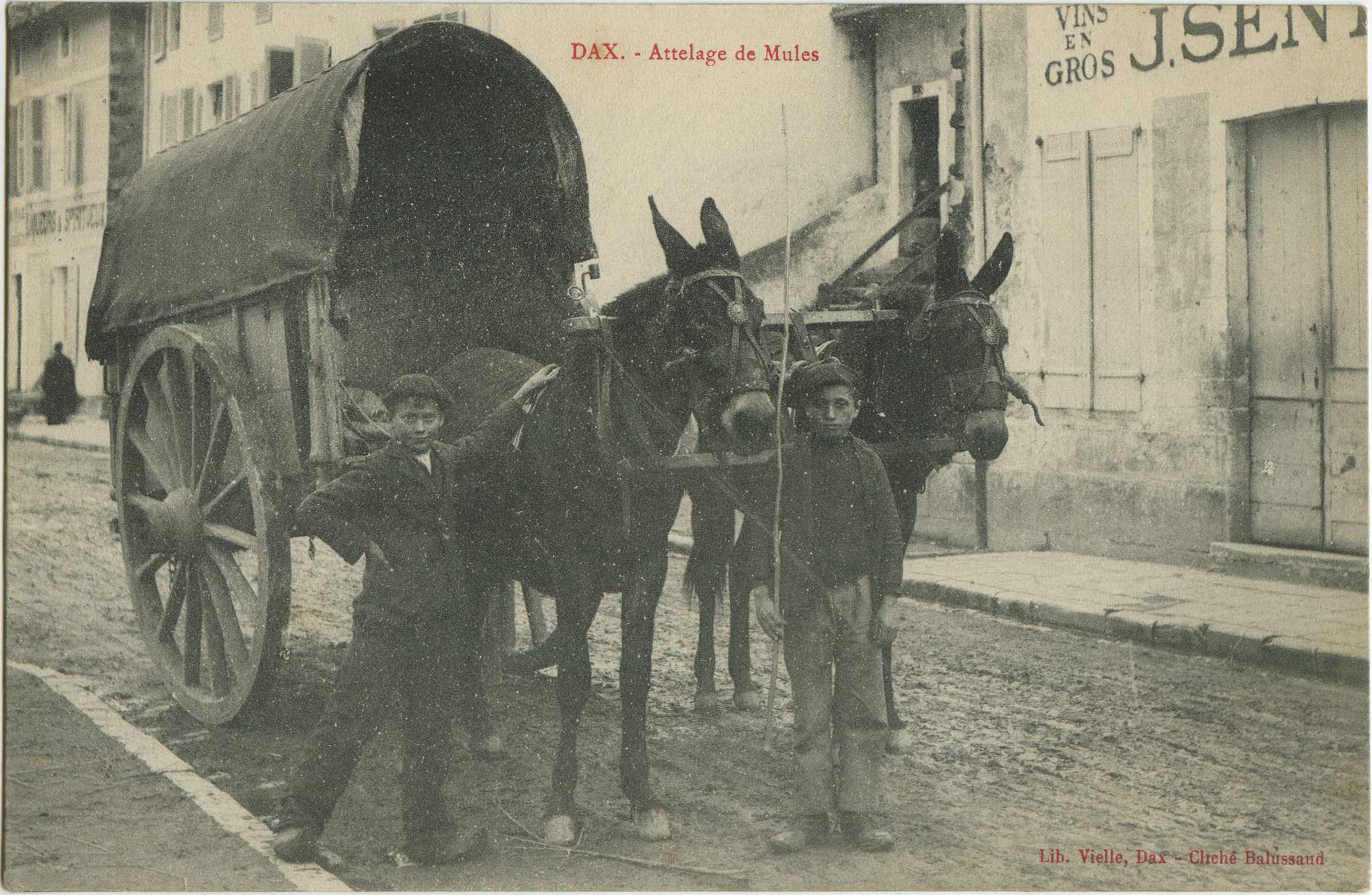 Dax - Attelage de Mules