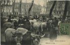 Carte postale ancienne - Dax - Marché aux Boeufs