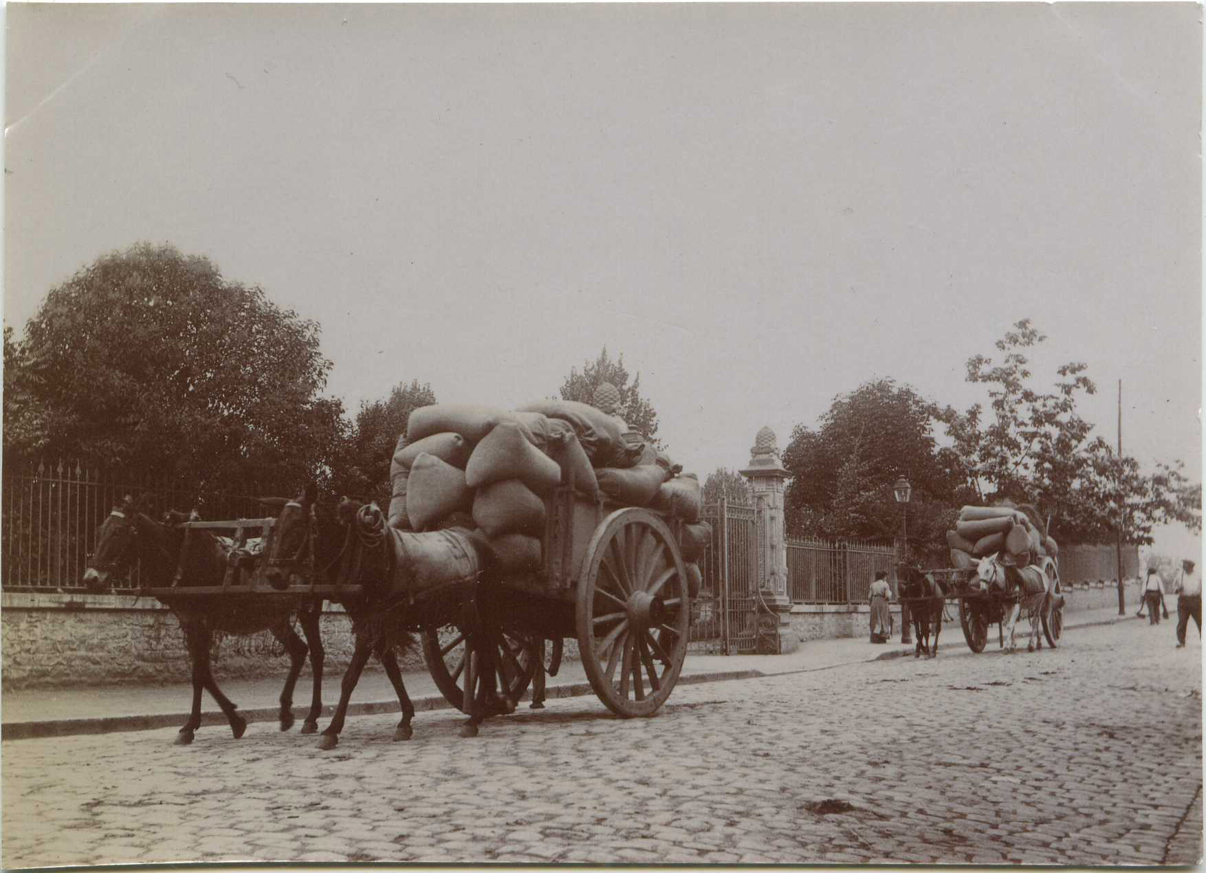 Dax - Photo - Attelages de mules au Cours de Verdun (vers 1910)