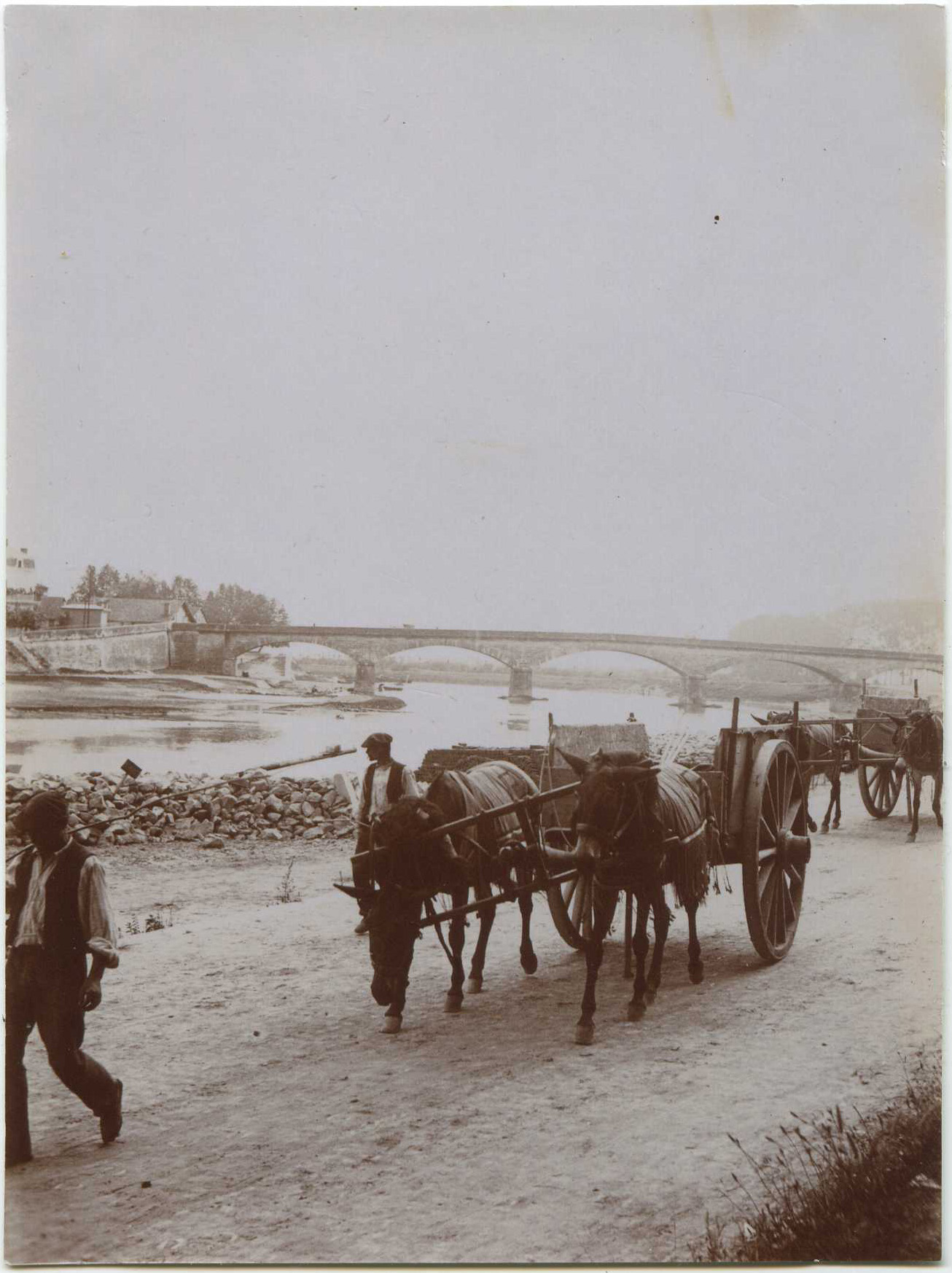 Dax - Photo - Attelages de mules au bord de l'Adour (vers 1910)