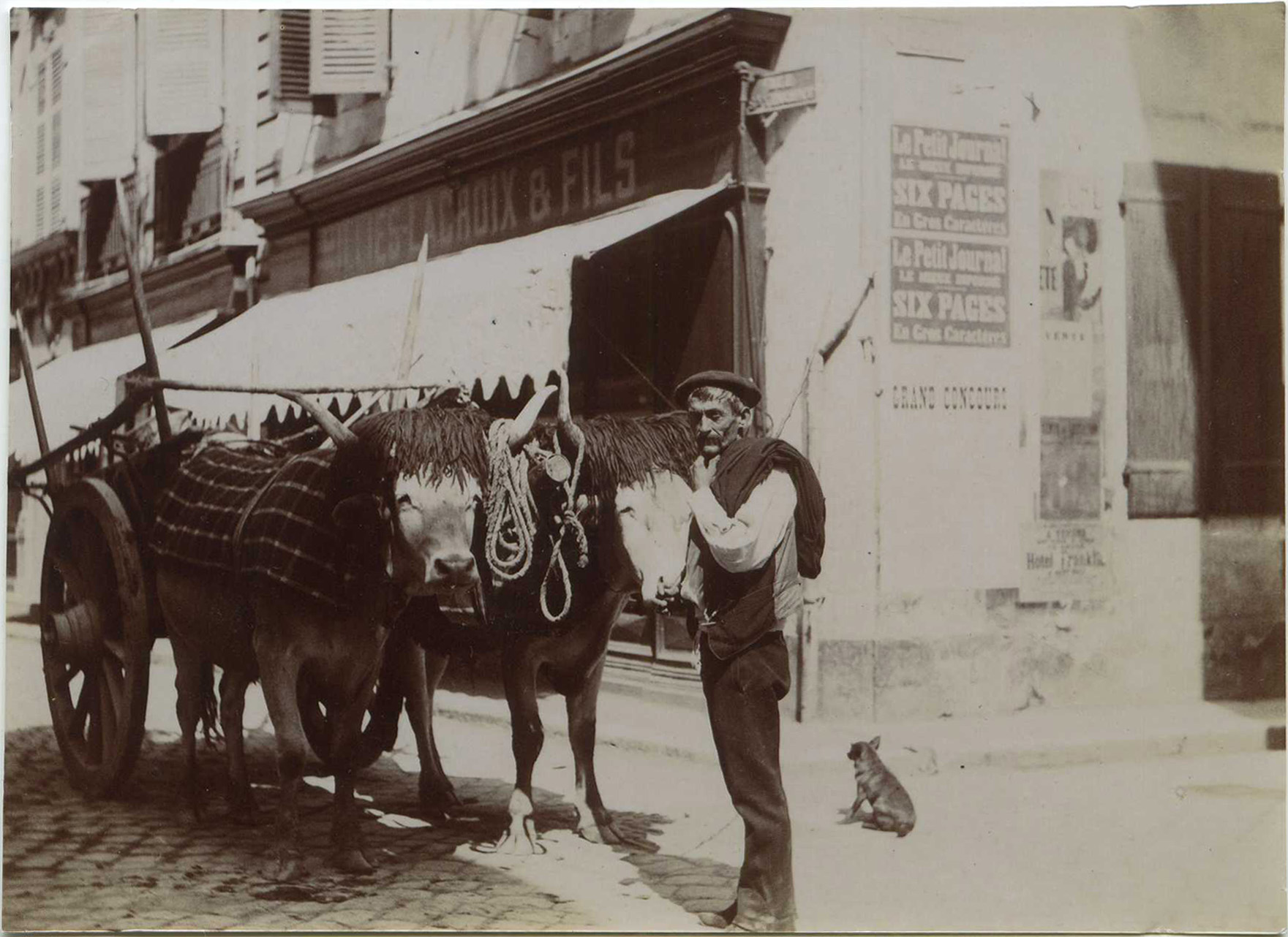 Dax - Photo - Attelage de boeufs dans la rue Saint-Vincent (vers 1910)