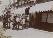 Photo ancienne - Dax - Photo - Attelage de boeufs dans la rue Saint-Vincent (vers 1910)