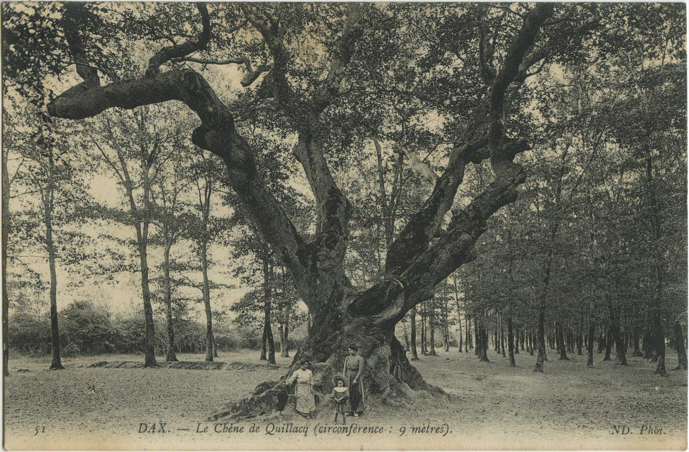 Dax - Le Chêne de Quillacq (circonférence : 9 mètres).