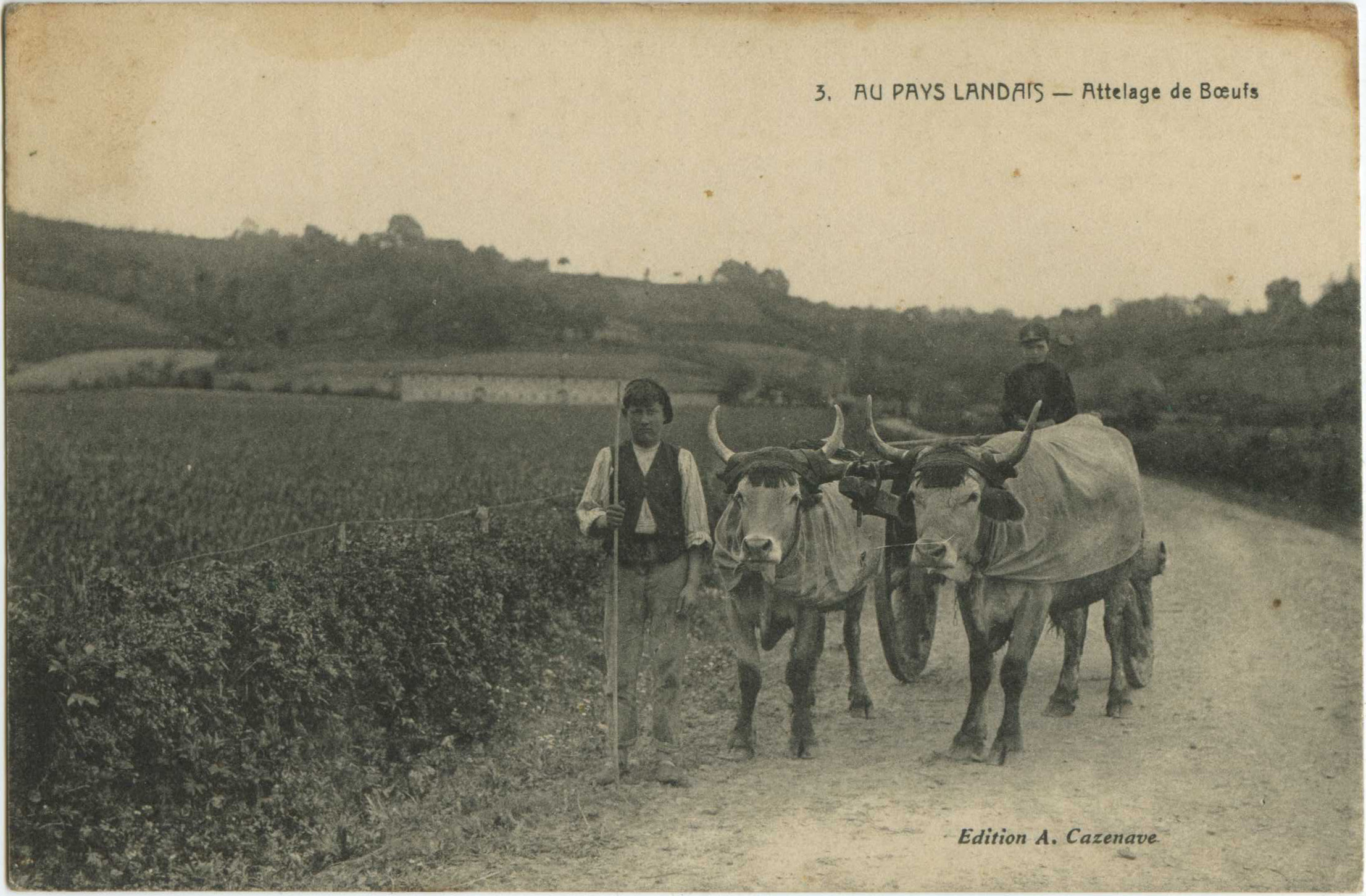 Landes - AU PAYS LANDAIS - Attelage de Boeufs