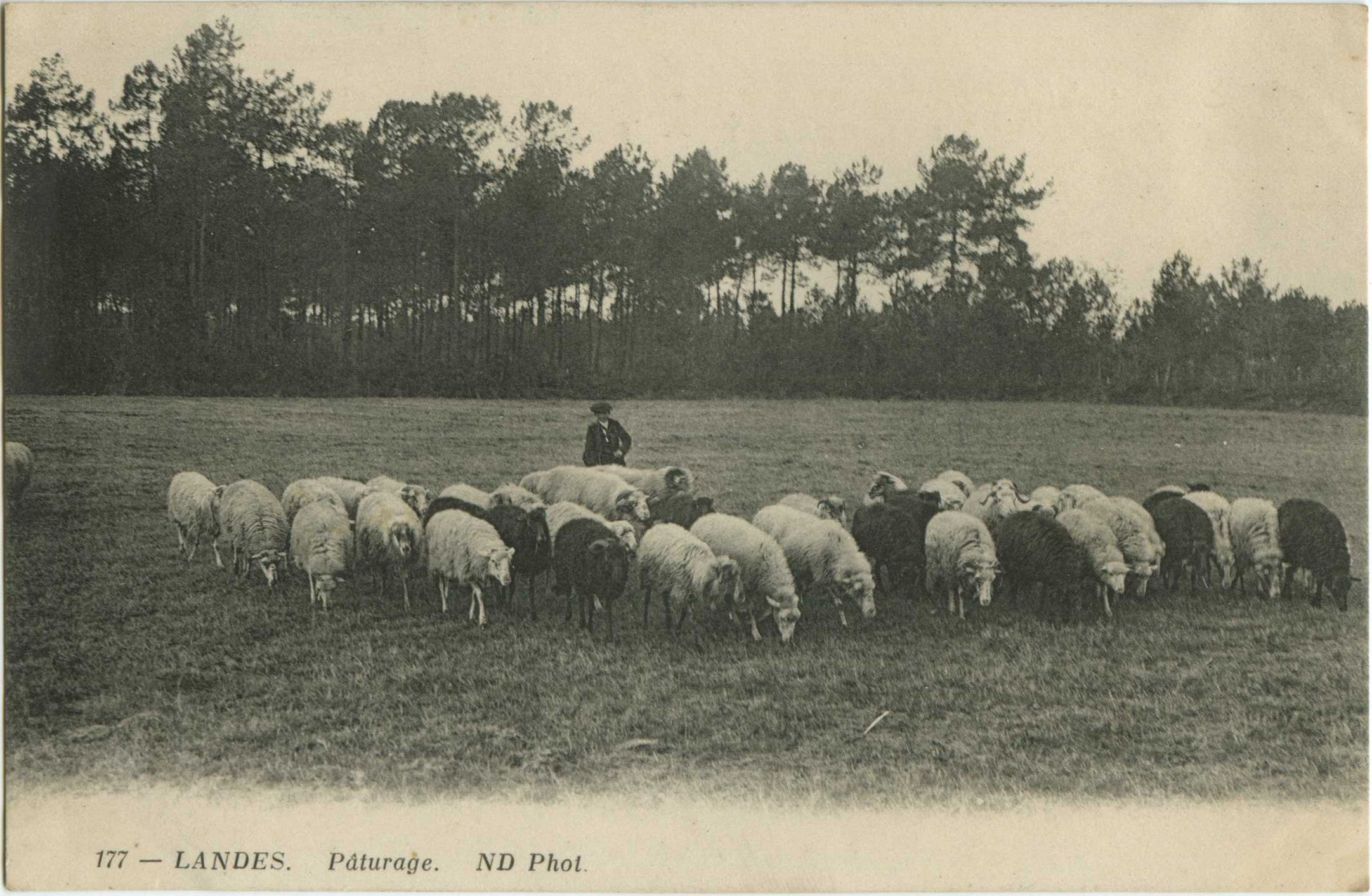 Landes - LANDES - Pâturage.