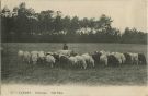 Carte postale ancienne - Landes - LANDES - Pâturage.