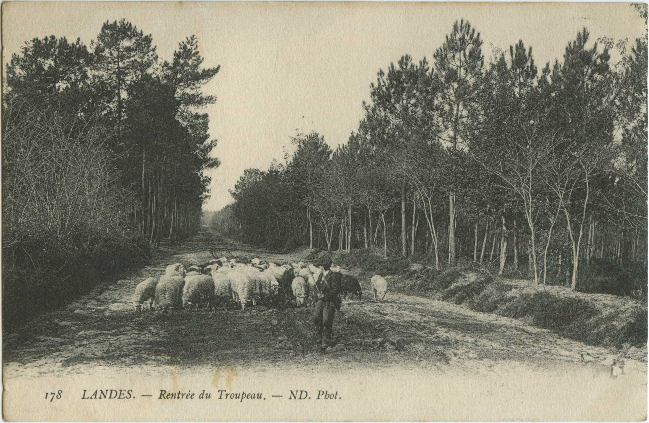 Landes - LANDES - Rentrée du Troupeau.