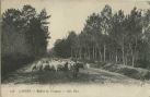 Carte postale ancienne - Landes - LANDES - Rentrée du Troupeau.