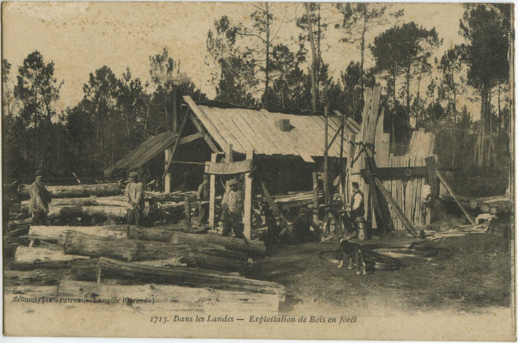 Landes - Dans les Landes - Exploitation de Bois en forêt