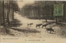 Carte postale ancienne - Landes - DANS LES LANDES