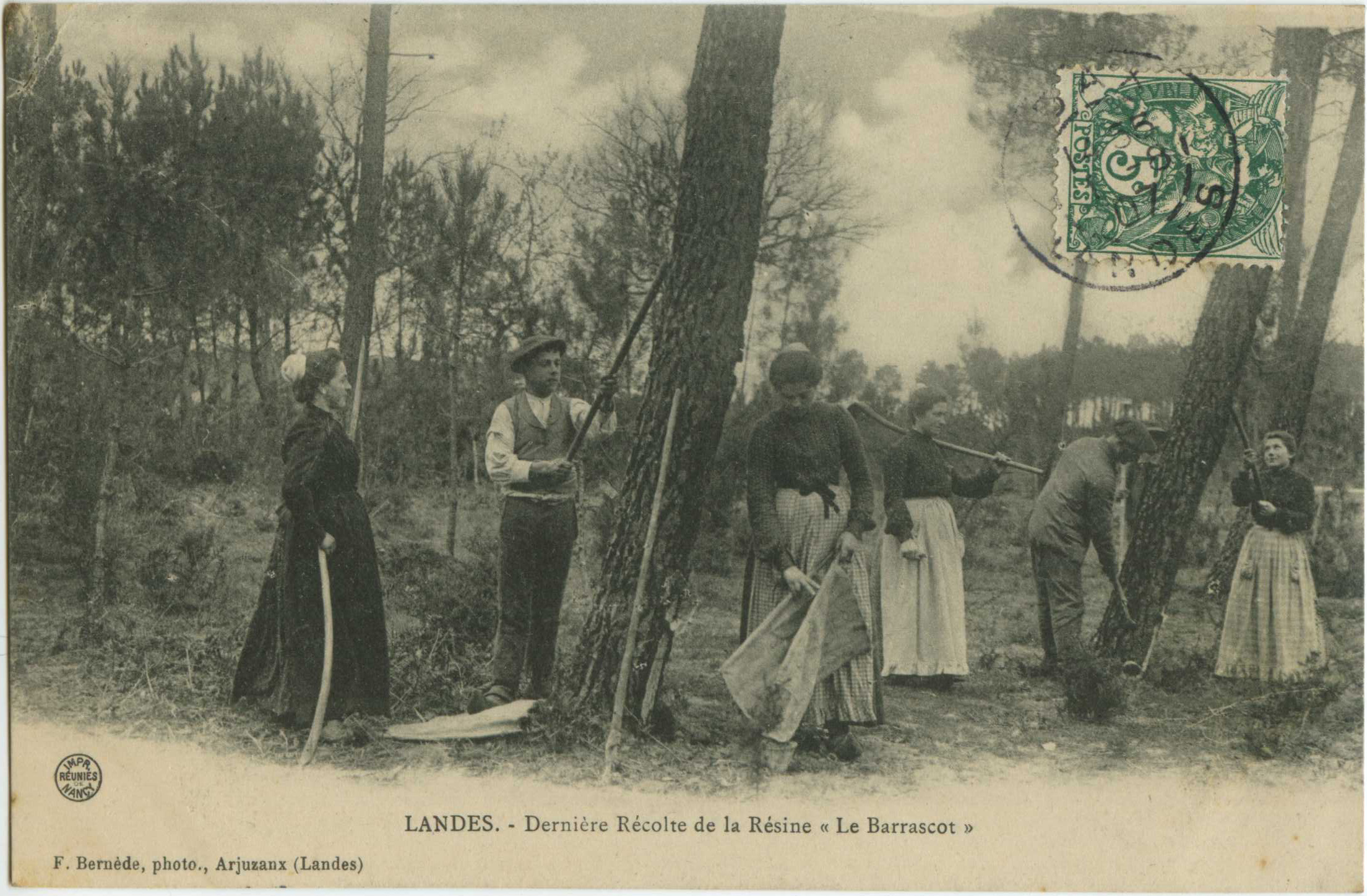 Landes - LANDES - Dernière Récolte de la Résine « Le Barrascot »