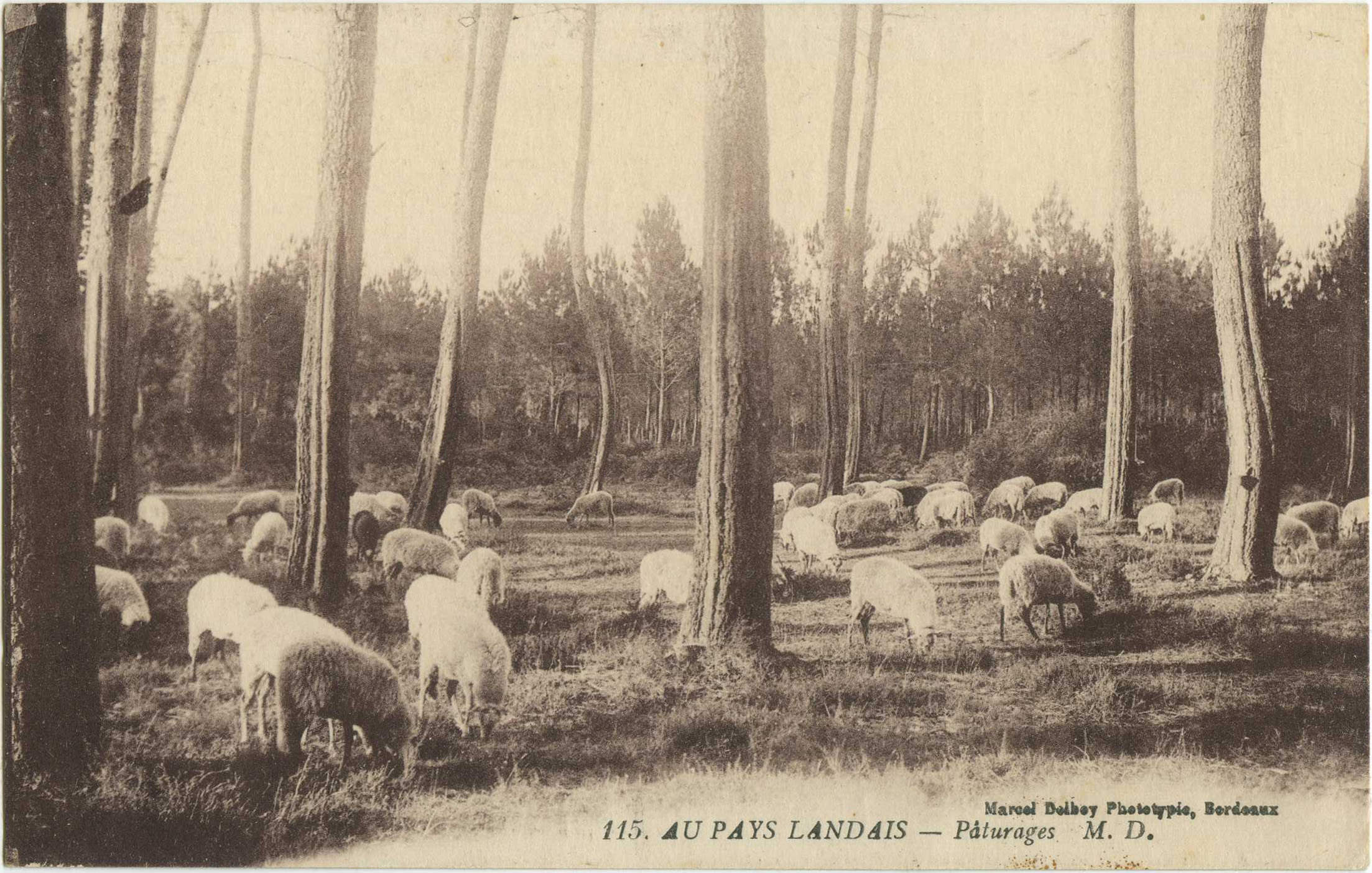 Landes - AU PAYS LANDAIS - Pâturages