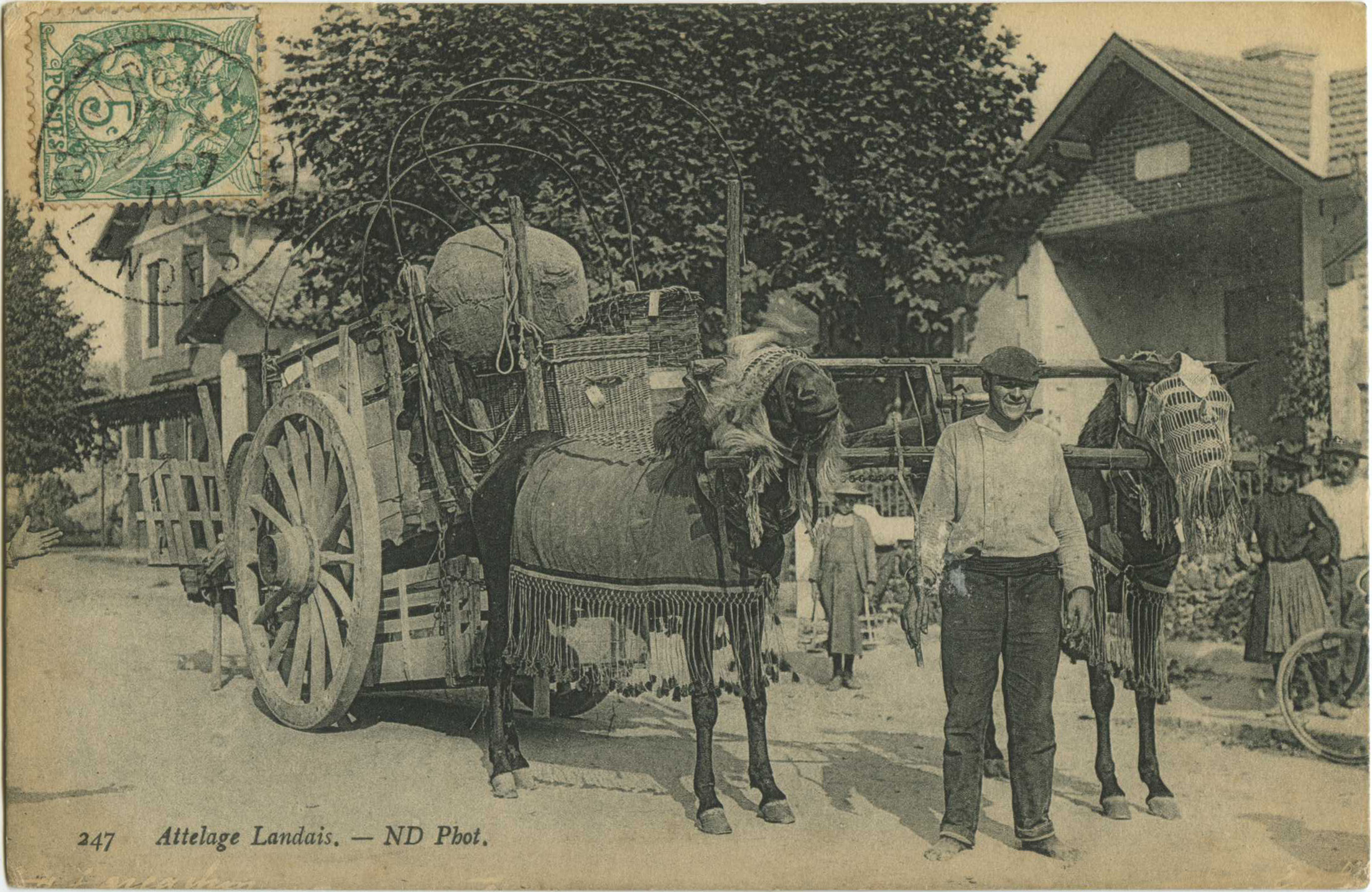 Landes - Attelage Landais.