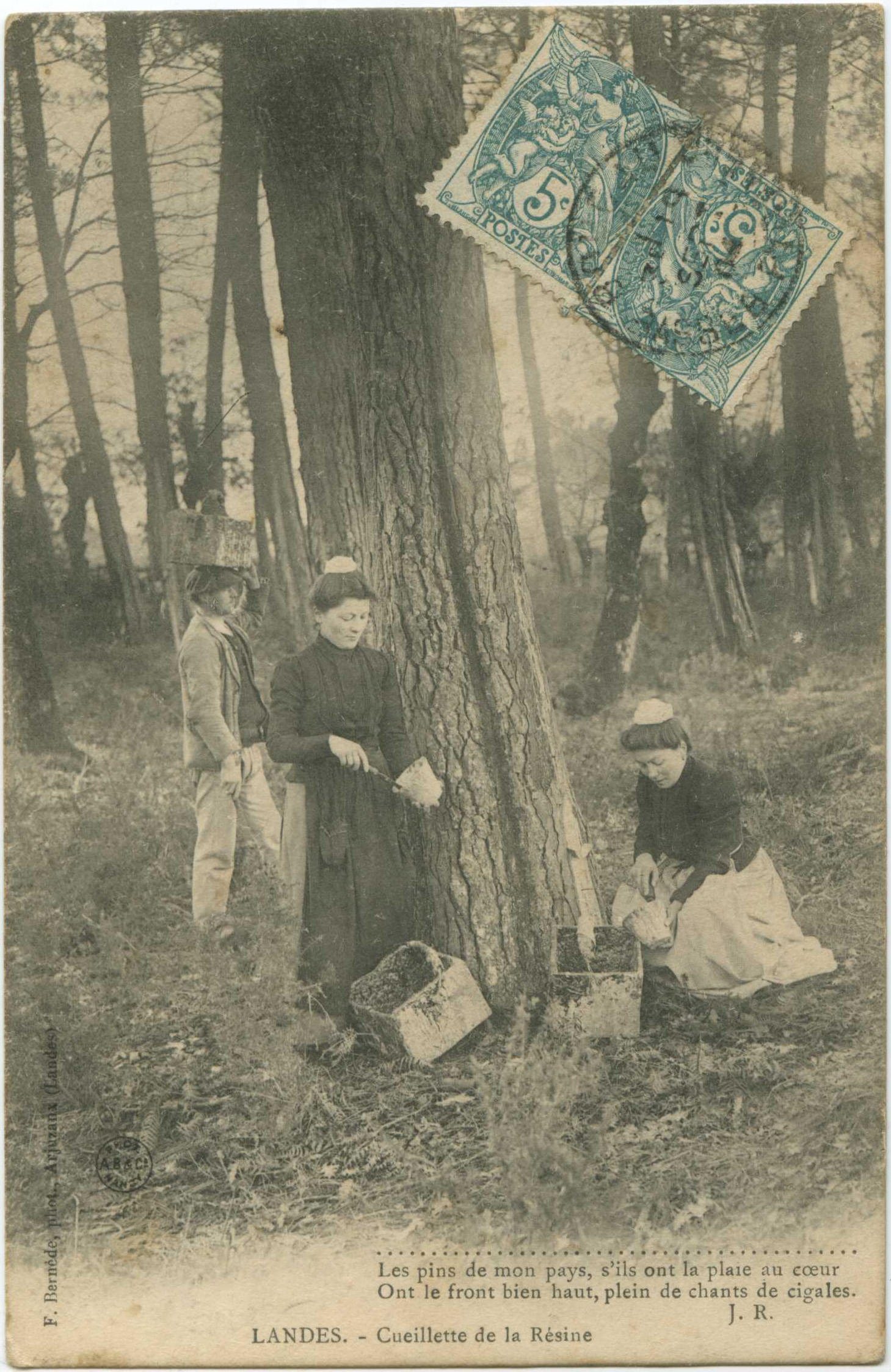 Landes - LANDES - Cueillette de la Résine