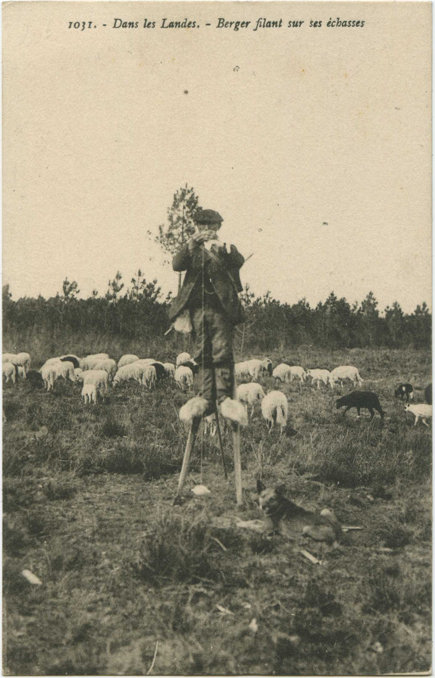 Landes - Dans les Landes - Berger filant sur ses échasses