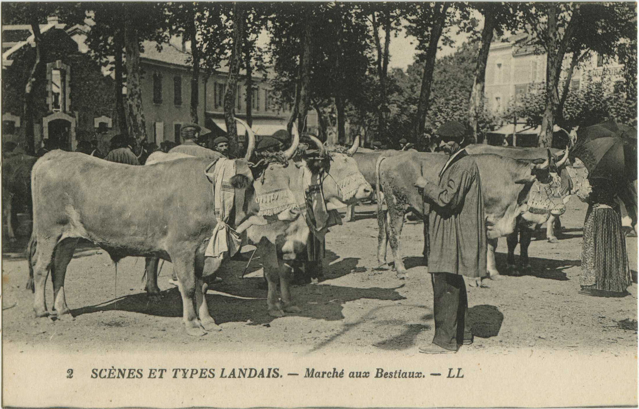 Landes - SCÈNES ET TYPES LANDAIS - Marché aux Bestiaux.