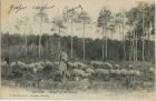 Carte postale ancienne - Landes - LANDES - Berger sur ses échasses