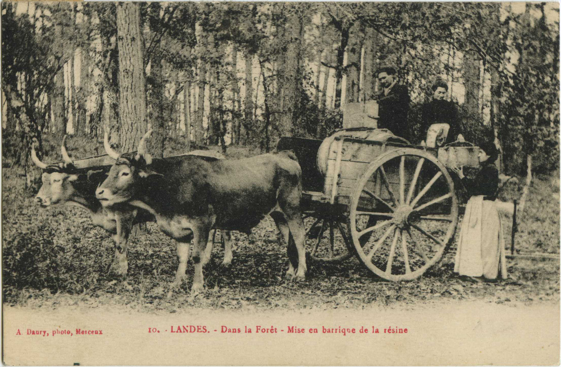 Landes - LANDES - Dans la Forêt - Mise en barrique de la résine