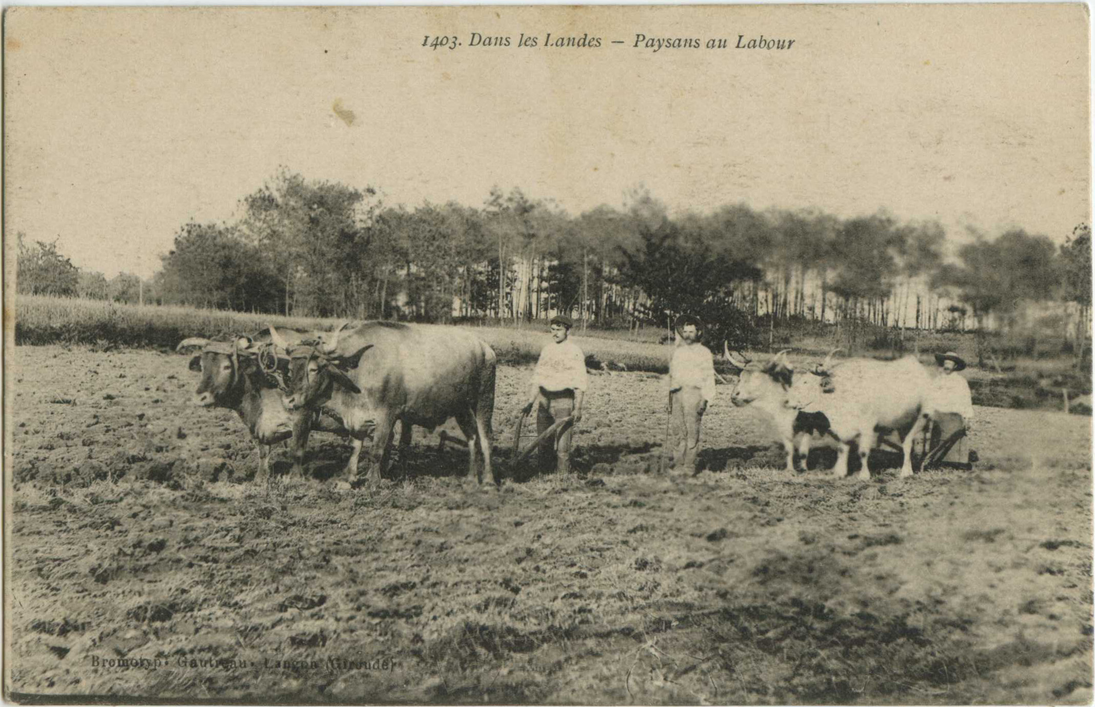 Landes - Dans les Landes - Paysans au Labour