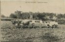 Carte postale ancienne - Landes - Dans les Landes - Paysans au Labour
