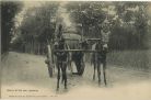 Carte postale ancienne - Landes - Attelage landais.