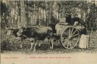 Carte postale ancienne - Landes - LANDES - Dans la Forêt - Mise en barrique de la résine