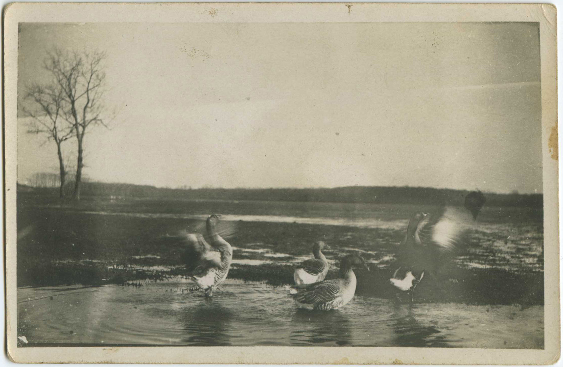 Landes - Carte photo - Oies sauvages dans les marais