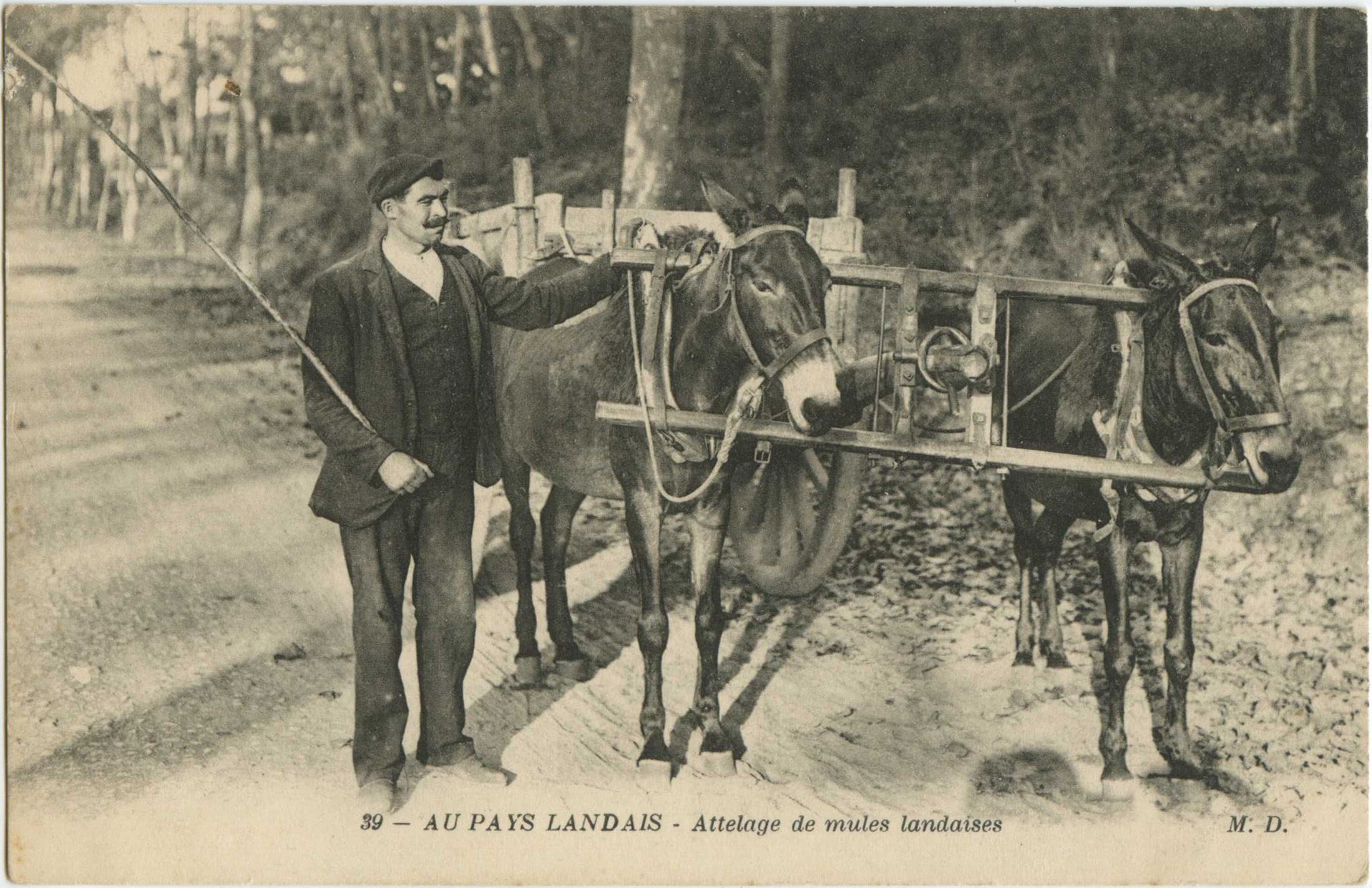 Landes - AU PAYS LANDAIS - Attelage de mules landaises