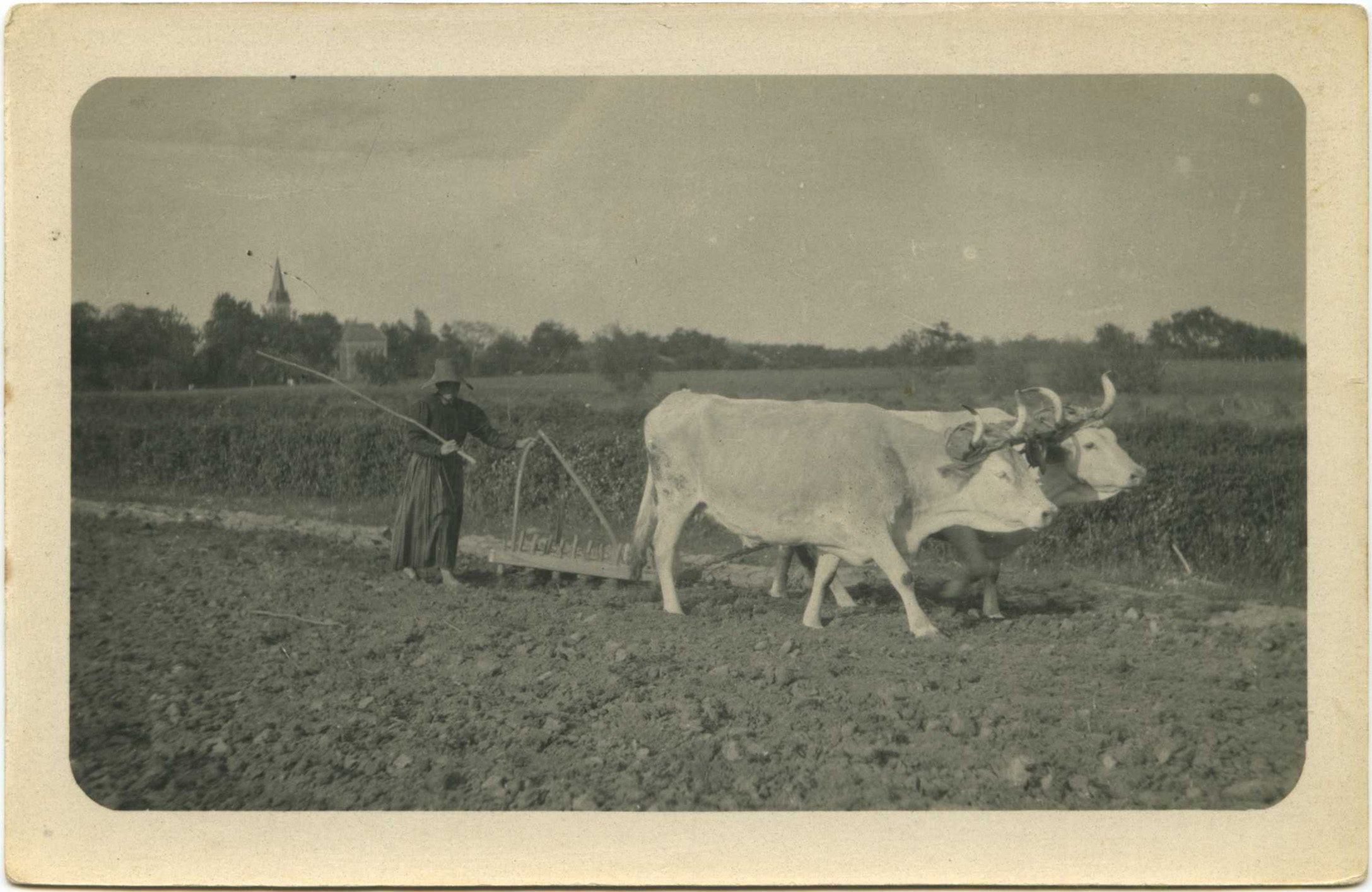 Landes - Carte photo - Le hersage (vers 1917-1919)