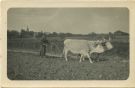 Photo ancienne - Landes - Carte photo - Le hersage (vers 1917-1919)