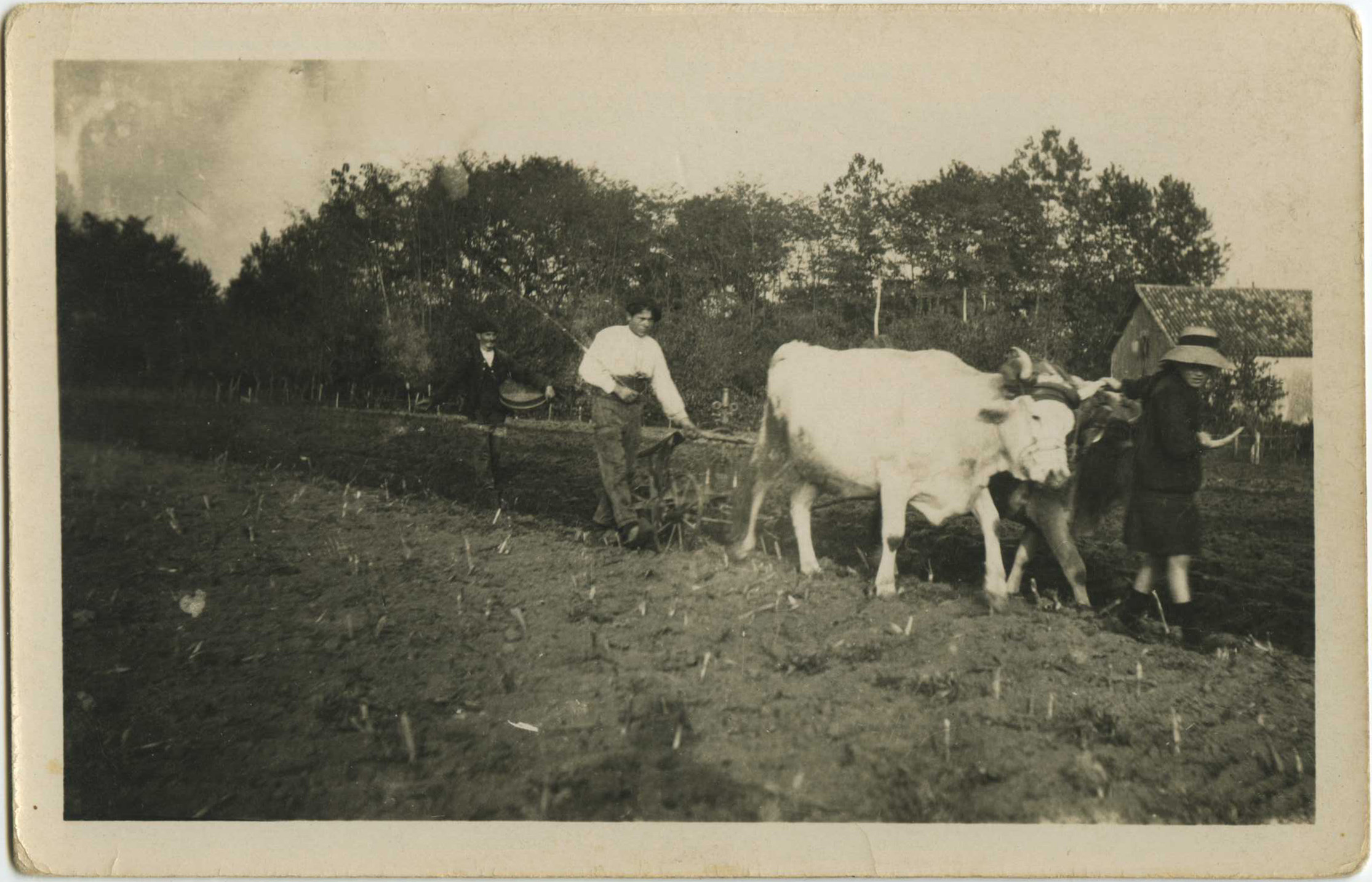 Landes - Carte photo - Travaux dans les champs (vers 1917-1919)