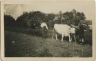 Photo ancienne - Landes - Carte photo - Travaux dans les champs (vers 1917-1919)