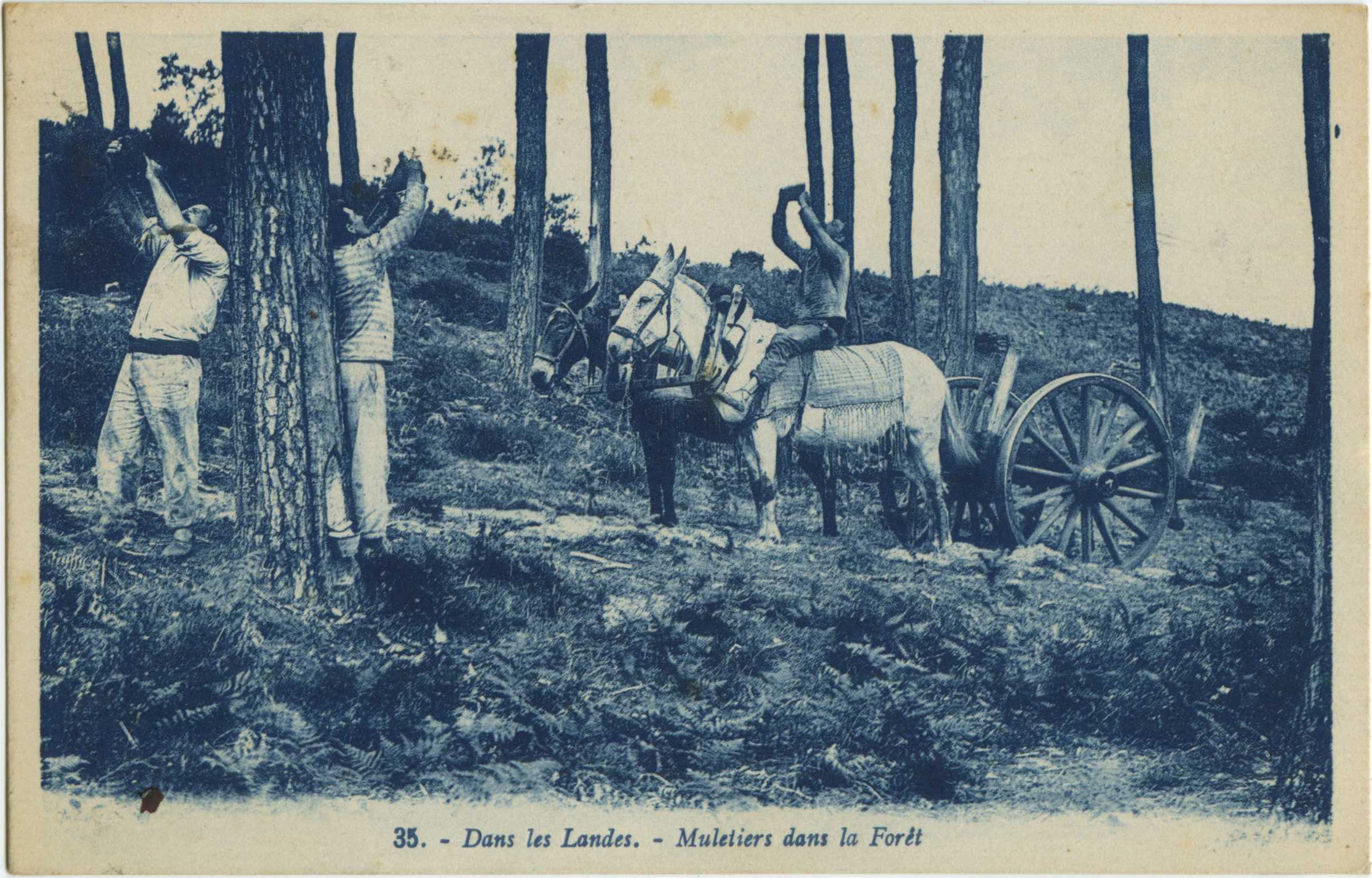 Landes - Dans les Landes - Muletiers dans la Forêt