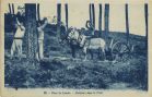 Carte postale ancienne - Landes - Dans les Landes - Muletiers dans la Forêt